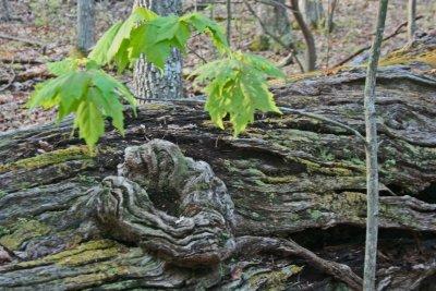 Section of Chesnut Log and Open Ridgeland Life tb0512fhr.jpg
