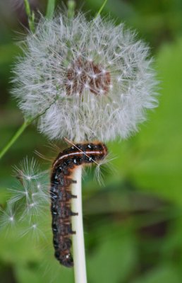 Climbing Caterpillar Meets Dandelion Seeding Top v tb0512flr.jpg