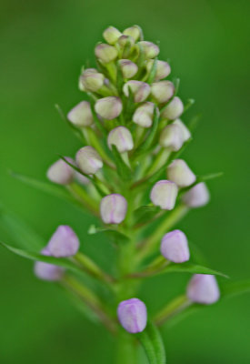 Purple Grandiflora Orchid in Tight Bud Mtn Rd v tb0512gox.jpg