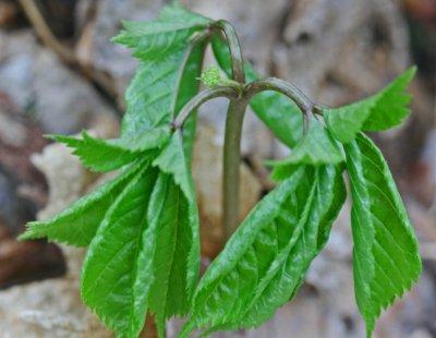 Three Prong Ginseng Plant Emerging from Winter Slumber tb0412dhr.jpg