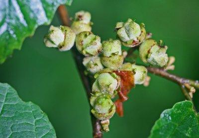 New Season of Hazel Nuts Sprouting in Appalachia tb0612hcr.jpg