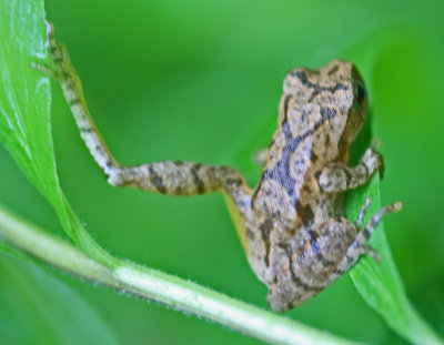 Hyla Tree Frog Making Wild Stretch in WV Flora tb0612hbr.jpg