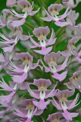 Pale Grandiflora Orchid with Vibrant Flower Cluster v tb0612hdr.jpg
