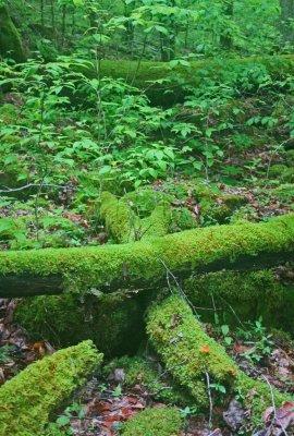 Mossy Logs in Deep Wooded Valley Image v tb0512for.jpg