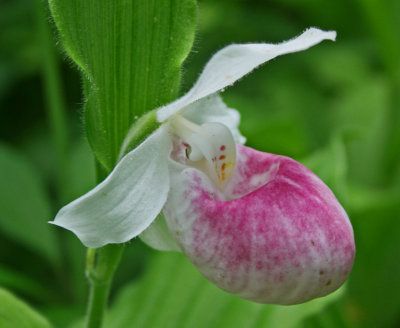 Showy Lady Slipper Orchid in Peak Bloom tb0612hqr.jpg