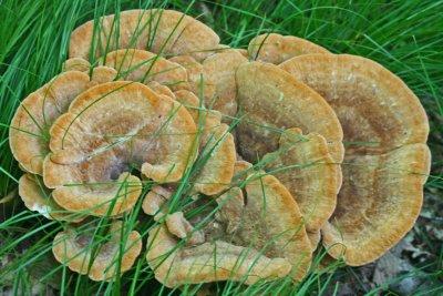 Robust Cluster of Polypores in Cranberry Nature Reserve tb0612hcx.jpg