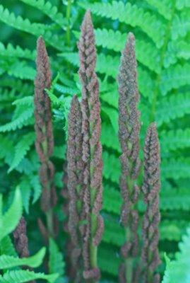 Cinnamon Fern Blooming in WV Nature Preserve v tb0612hfx.jpg