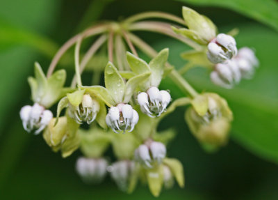 White Milkweed Flowering with Raindrops Hanging on tb0612hjx.jpg