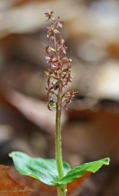 Heartleaf Twayblade Orchid Blooming in Appalachia v tb0412r.jpg