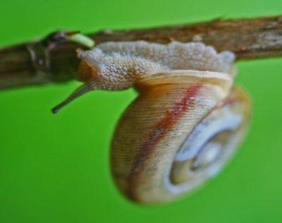 Colorful Snail Trailing along Branch Up-side Down tb0612hqx.jpg