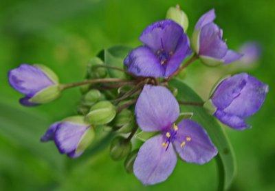 Violet Spiderwort in Bud and Bloom Early June tb0612hsx.jpg