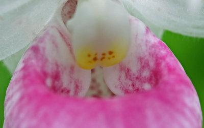 Close-up Showy Lady Slipper Orchid Bulb tb0612hwx.jpg