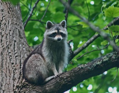 Lazy Raccoon Chilling Out in Large Poplar Tree tb0612jcx.jpg