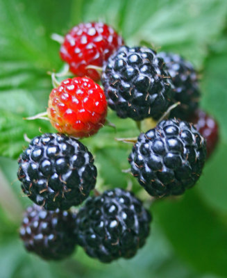 Wild Raspberries in Varying Rpening Phases v tb0612jir.jpg