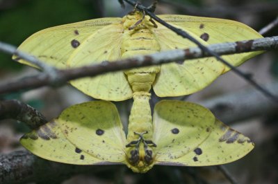 Drury Moths Connected in Summer Mating Ritual tb0712jar.jpg