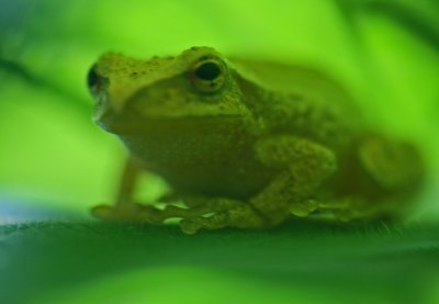 Mature Tree Frog Crouched Between Berry Leaves tb0712jhr.jpg