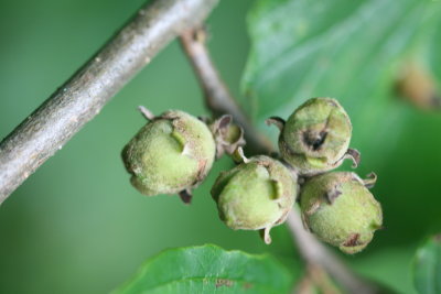 Native Hazel Nuts in WV Woods.JPG