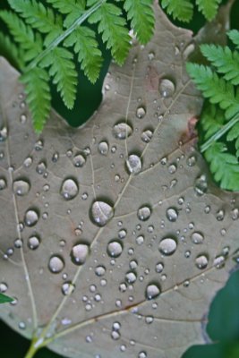 Few Raindrops on Maple Leaf and Ferns Mtn Woods v tb0612jkx.jpg
