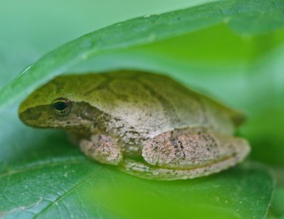 Cresta Tree Frog Under Blackberry Leaf tb0712kqr.jpg