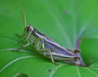 Grasshopper Sitting Atop Coltsfoot Leaf tb0712kjr.jpg