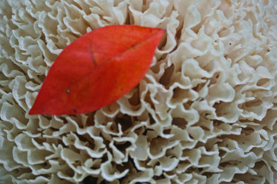 Bright Sourwood Leaf on Cauliflower Mushroom tb0712knr.jpg