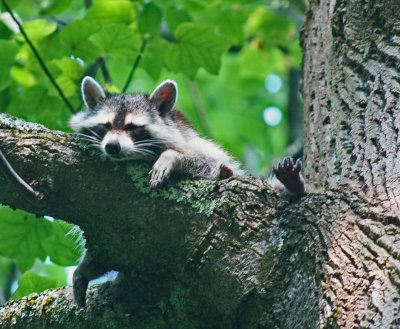 Raccoon Napping on Large Tree Limb tb0712kqx.jpg