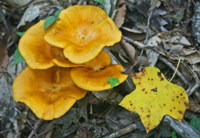 Chanterelle Mushrooms and Poplar Leaf in WV Woods tb0712ksx.jpg