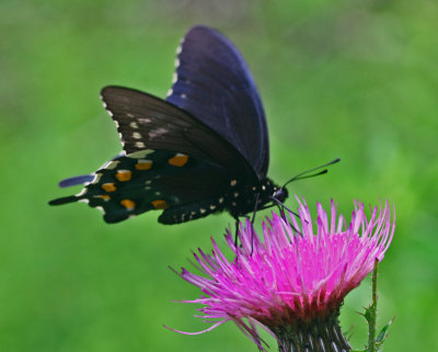 Pipevine Swallowtail Browsing on Pasture Thistle Flower tb0712mcr.jpg