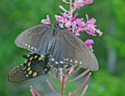 Pipevine Swallowtails Mating on Fireweed Blooms tb0712ktr.jpg