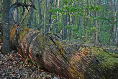 Ancient Twisted Chesnut Log on Spring Appalachian Ridge tb0512mhr.jpg