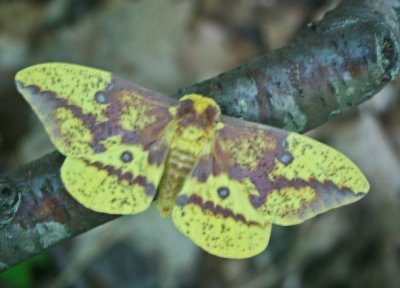Male Drury Moth Alit in Appalachian Forest tb0712jcr.jpg