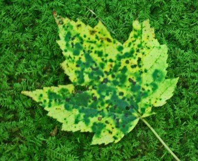 Speckled Maple Leaf on Vibrant Mossy Log tb0812mkr.jpg