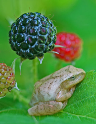 Pale Tree Frog Curled up among Raspberry Fruit v tb0612mer.jpg