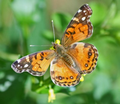 Painted Lady Butterfly Browsing Winter Cress Flowers tb0412drr.jpg