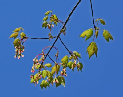 Striped Maple Leaves and Seeds on Blue Sky Mtn Ridge tb0412mq.jpg