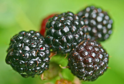 Plump Group of Black Raspberries in Ripe Phase tb0612mmr.jpg