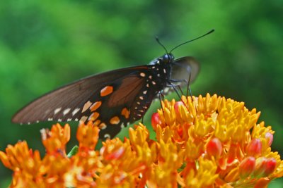 Pipevine Swallowtail Layed Out on Butterfly Weed tb0712kex.jpg
