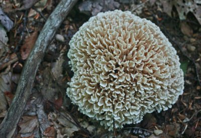 Large Cauliflower Mushroom in Mature Oak Forest tb0712kux.jpg
