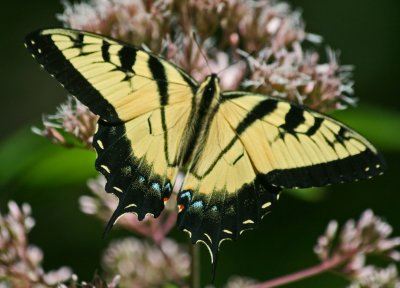 Tiger Swallowtail Browsing on Joe Pye Flowers tb0812nar.jpg