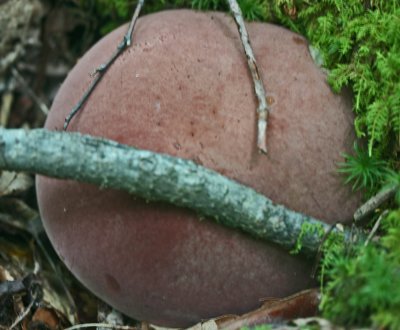 Large Bolete Mushroom at Ground Level tb0812njr.jpg