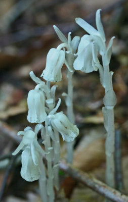 Group of Indian Pipes Emerging in Old Growth Forest v tb0612hor.jpg