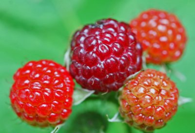 Ripening Wild Raspberries in WV Woodlot tb0612mxr.jpg
