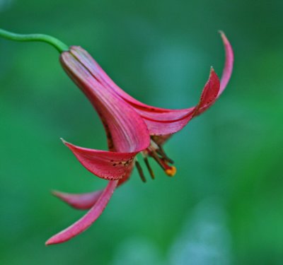 Canada Lily Reaching Out into Mtn Greenery s tb0612kix.jpg