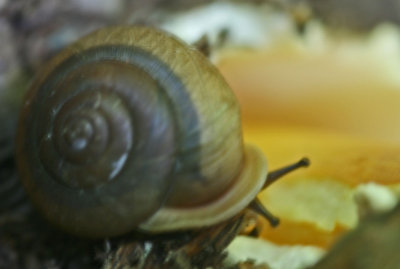 Common Snail Chowing on Caesar Mushroom tb0812nkr.jpg