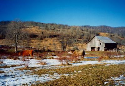 Millpoint Farm - Barn - BSky - Cows tb0196.jpg
