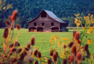 Huntersville Barn Scene - Sunny tb0905.jpg