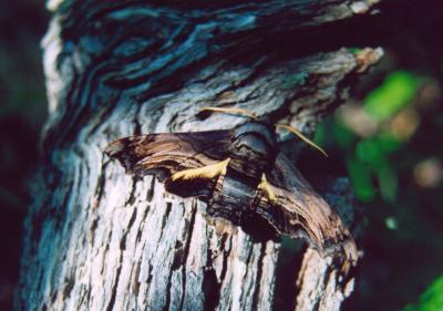 Abbotts Moth on Chesnut Limb.jpg