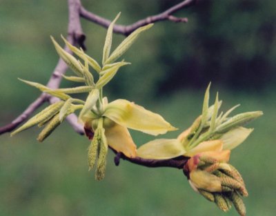 Hickory Seed  New Growth - Spring tb0598.jpg