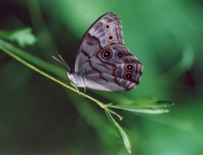 Pearly Eye Butterfly in Greenery - 2a tb0606.jpg