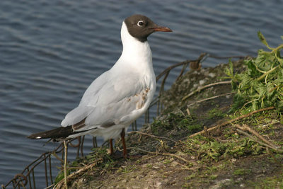 Black headed gull 00303.jpg